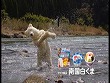 �ʐ^�FCM�f���썑�����ܑ厩�R�҂̂ЂƃR�}